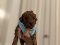 ORJİNAL RED BROWN POODLE YAVRULAR