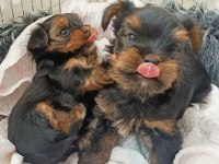 Yorki Bebekler