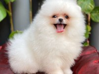 pomeranian harika