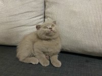Şirin ve Sevimli Scottish Fold Yavrumuz