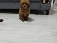 Toy poodle köpeğimiz