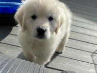 WHİTE GOLDEN RETRİEVER PUPPY ERKEK