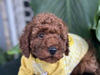 Toy Poodle Köpeği