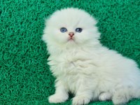 Prensesimiz Ns1133 Scottish Fold Longhair 