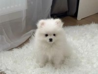Orjinal Ayı Surat Pomeranian Boo Bebekler