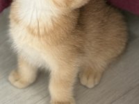 Ny11 Safkan British Shorthair Golden Bebek