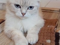 British Shorthair Beyaz Dişi