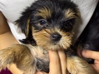 Kaliteli yorkshire terrier yavrularımız