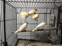 Yavru ister damızlık kanarya vardır