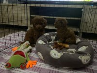Safkan toy poodle yavrular