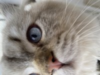 British Shorthair Ücretsiz Sahiplendirilecektir
