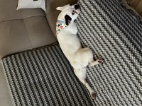 French Bulldog Aşıları Tam Kısırlaştırıldı