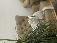 British shorthair kedimiz