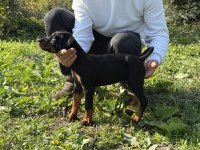 New Diablo Sonya Puppy
