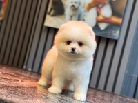 SAĞLIK VE IRK GARANTİLİ POMERANİAN KÖPEĞİMİZ