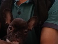 Mart 1 doğumlu french bulldog