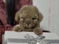 Toy Poodle Yavrusu