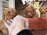 wv eğitimli maltipo yavrular maltese toy poodle ankara da