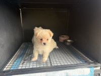 Pomeranian Spitz 