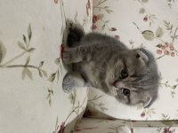Sevimli yavrular scottish fold