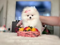 MİKRO CEP BOY DİŞİ POMERANİAN BOO