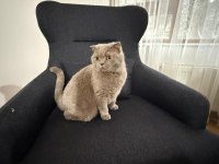 Kedimiz Happy Yeni Sahibini Arıyor
