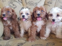 Hem şeker hemde kıvır kıvır maltipoo