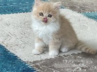 Chinchilla bebekler ailelerini arıyor