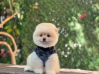 Üst Kalite Pomeranian Boo