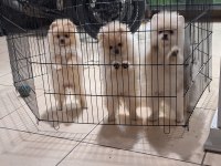 Pomeranian boo köpekler