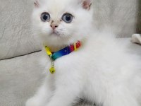 British longhair ACİL ilan