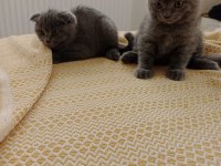 SAFKAN IRK SCOTTİSH FOLD KEDİLER