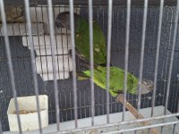 Takım senegal papağanı