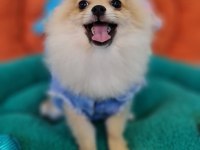Şecereli Teacup Pomeranian Yavrularımız