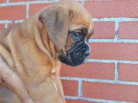 Orijinal BOXER yavruları...