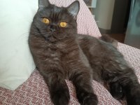 British shorthair kara kız