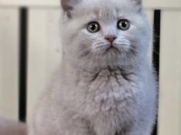 Brıtısh Shorthair Lılak Yavrularım 