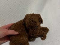 TOY POODLE YAVRULAR
