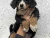 Bernese dağ köpeği