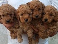 KALİTELİ POODLE YAVRULAR
