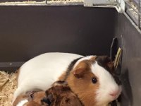 Guineapig Yavrular Aynı Gün Set Halinde Teslim Edilir