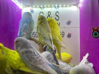 30 35 günlük bebek muhabbet kuşu yavrular