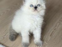 British Longhair Kedimiz