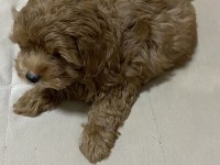 Poodle kıvamında a kalite maltipoo