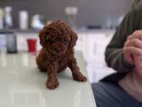 Cepte Taşınabilir Safkan Toy Poodle Yavrumuz