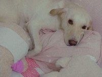 Köpeğimize Acil Yeni Yuva Aranıyor