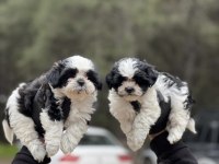 Shih tzu yavrular