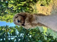 Poodle harikası kıvır kıvır bebekler