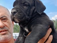CANE CORSO SAFKAN IRK GARANTİLİ