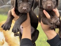 Labrador bebeklerimiz